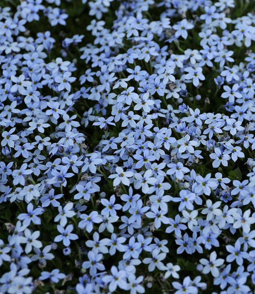 BALDUR Garten Bodendecker Isotoma Blue Foot®, 6 St., Schnellwachsend, winterhart, mehrjährig, pflegeleicht Bild 3