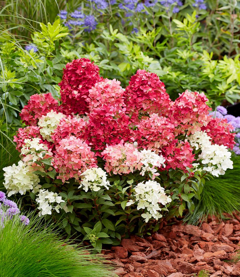 BALDUR Garten Zierstrauch Niedrige Hortensie 'Groundbreaker® Ruby®', 1 St., Üppige blüte, reichblühend, winterhart, mehrjährig Bild 2