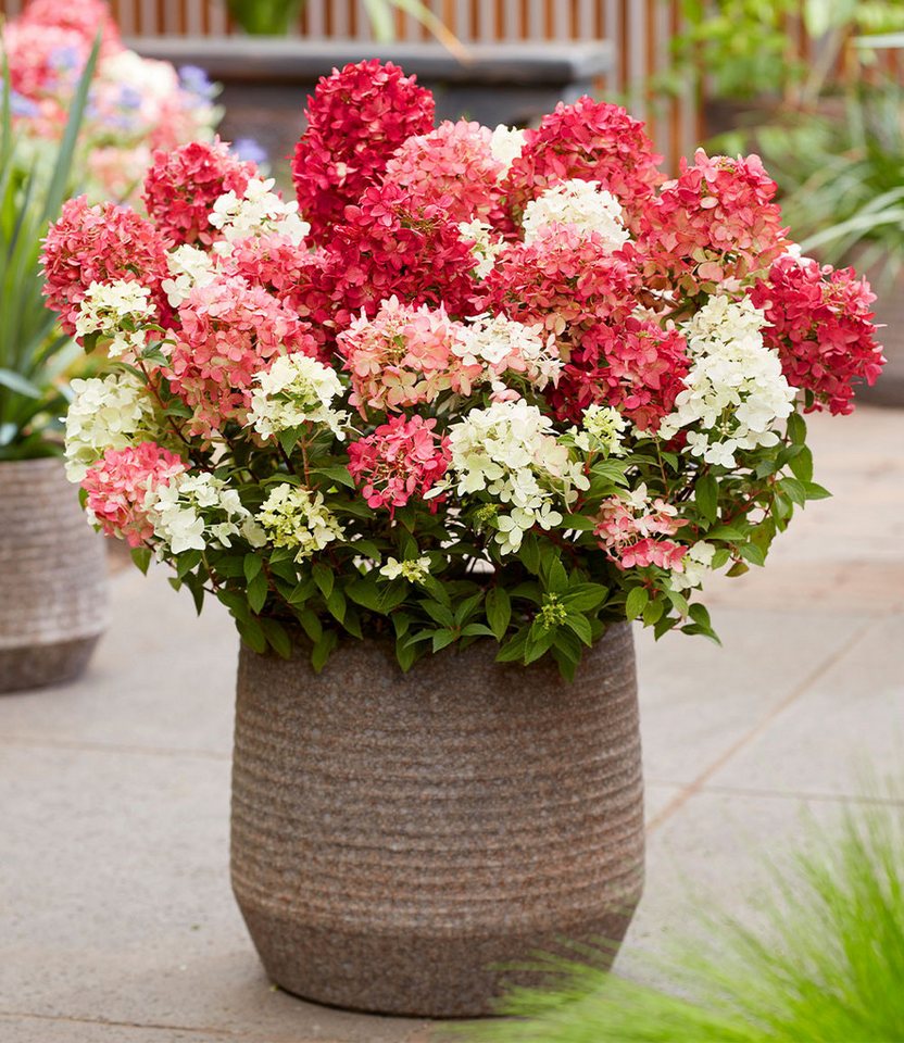 BALDUR Garten Zierstrauch Niedrige Hortensie 'Groundbreaker® Ruby®', 1 St., Üppige blüte, reichblühend, winterhart, mehrjährig Bild 3