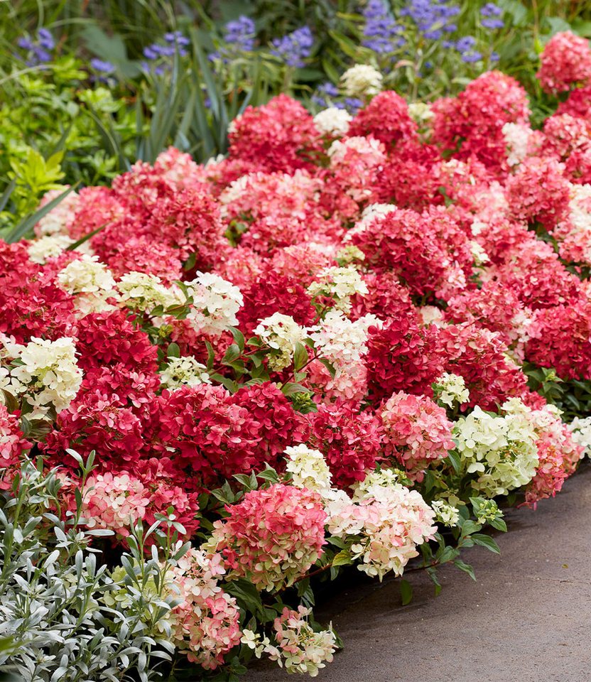 BALDUR Garten Zierstrauch Niedrige Hortensie 'Groundbreaker® Ruby®', 1 St., Üppige blüte, reichblühend, winterhart, mehrjährig Bild 4