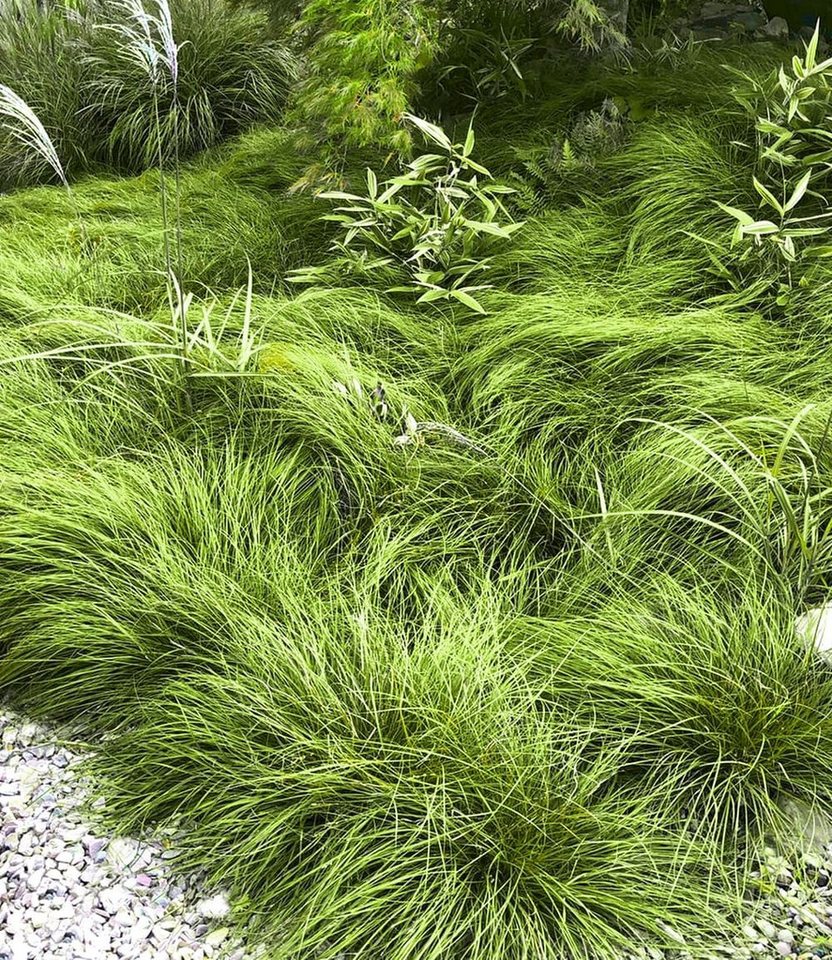 BALDUR Garten Gräser Gräser-Teppich 'Carex Remota', 15 St., Winkel-segge, immergrün, winterhart, mehrjährig Bild 2
