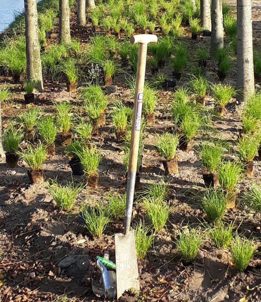 BALDUR Garten Gräser Gräser-Teppich 'Carex Remota', 15 St., Winkel-segge, immergrün, winterhart, mehrjährig Bild 3