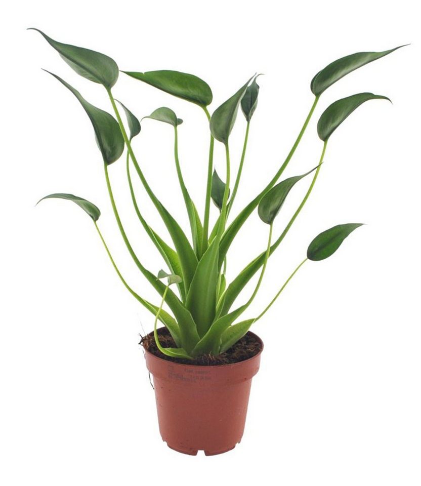 BALDUR Garten Zimmerpflanze Alocasia 'Tiny Dancers', 1 St., Elefantenohr, pflegeleicht