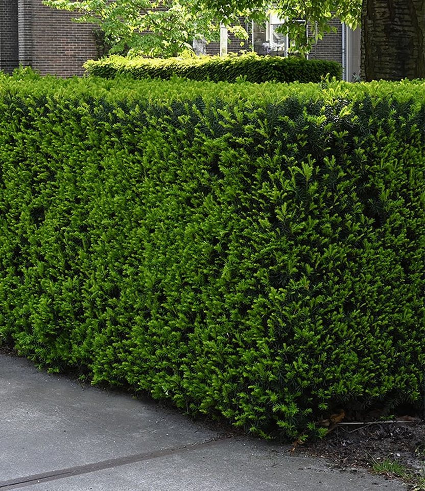 BALDUR Garten Hecken Eiben-Hecke, 5 St., Gemeine Eibe, immergrün, winterhart, mehrjährig, pflegeleicht
