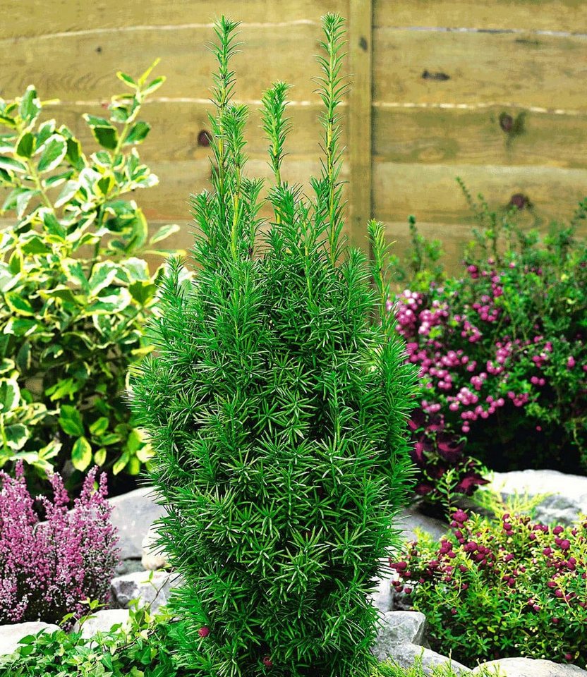 BALDUR Garten Hecken Eiben-Hecke, 5 St., Gemeine Eibe, immergrün, winterhart, mehrjährig, pflegeleicht Bild 2