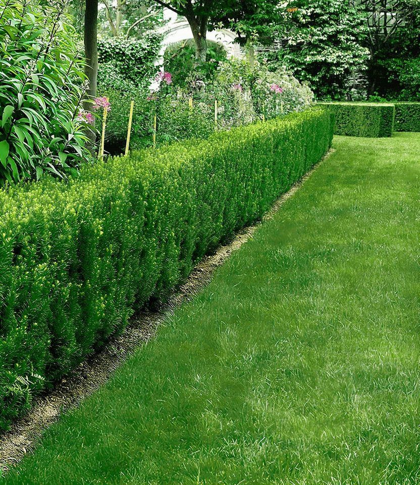 BALDUR Garten Hecken Eiben-Hecke, 5 St., Gemeine Eibe, immergrün, winterhart, mehrjährig, pflegeleicht Bild 3