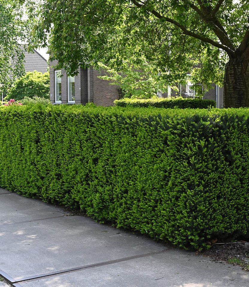 BALDUR Garten Hecken Eiben-Hecke, 5 St., Gemeine Eibe, immergrün, winterhart, mehrjährig, pflegeleicht Bild 4