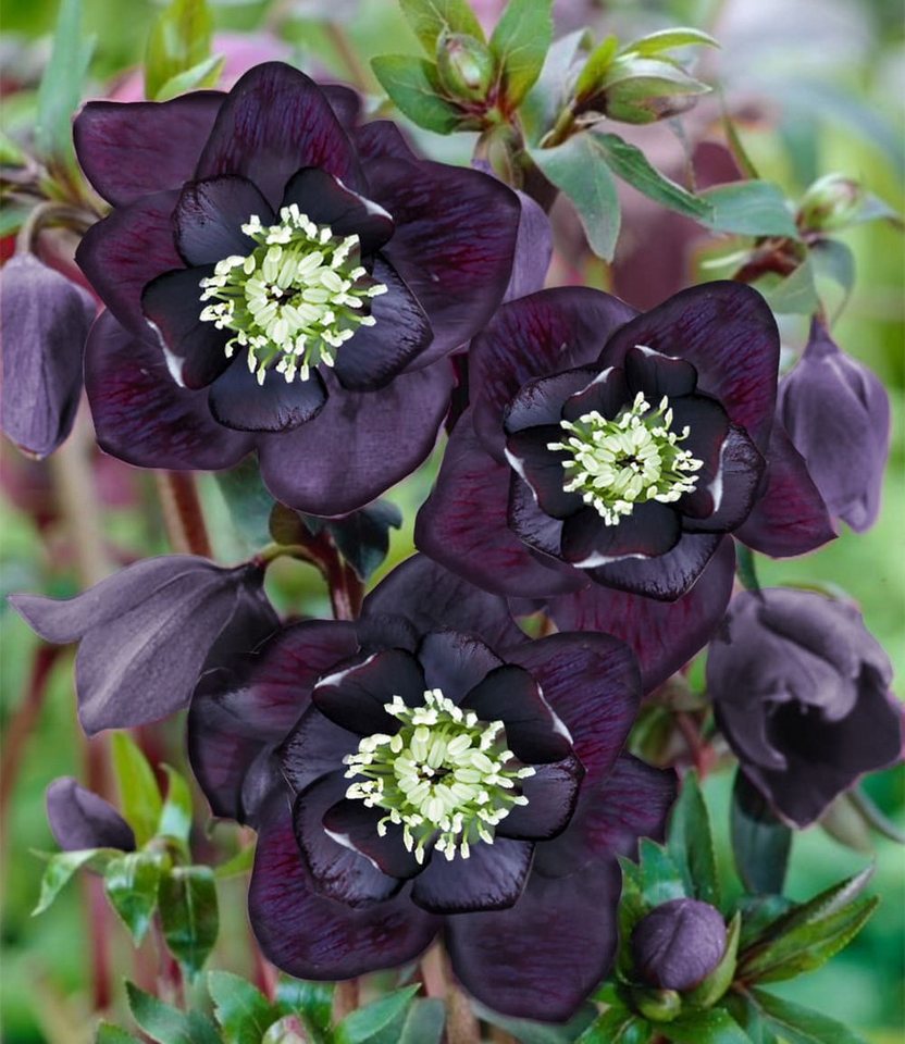 BALDUR Garten Rose Gefüllte Christrose 'Black Swan', 2 St., Weihnachtsschneerose, winterhart, reichblühend, pflegeleicht
