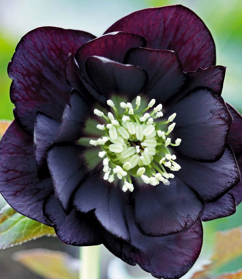 BALDUR Garten Rose Gefüllte Christrose 'Black Swan', 2 St., Weihnachtsschneerose, winterhart, reichblühend, pflegeleicht Bild 2