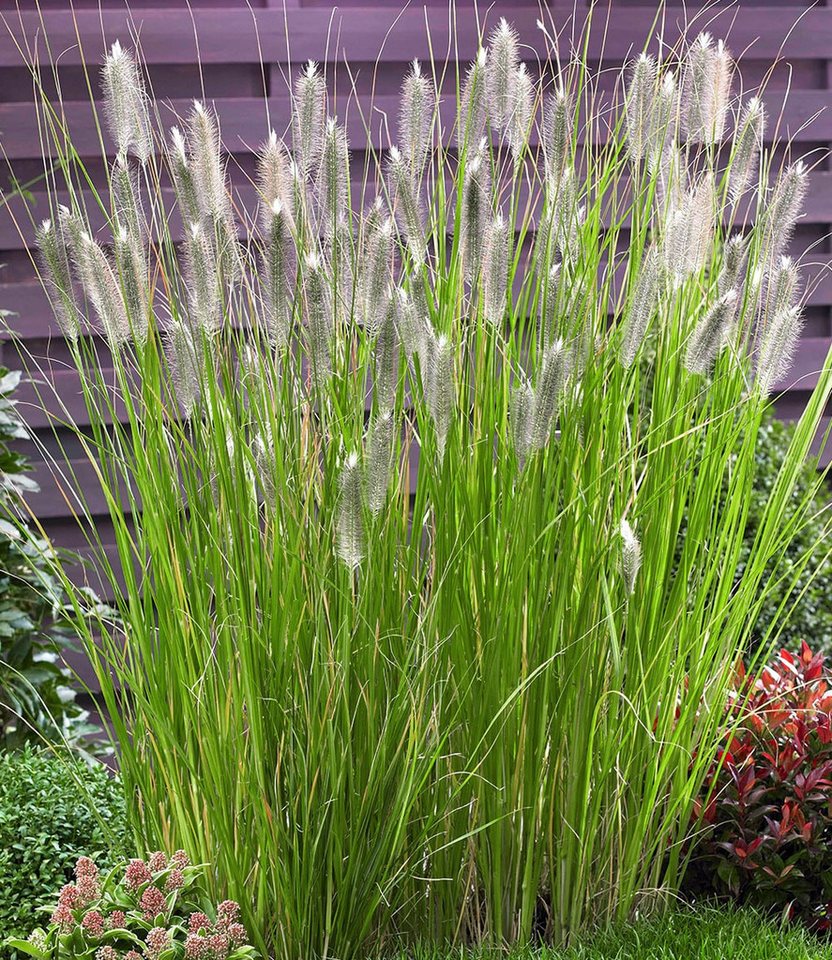 BALDUR Garten Gräser Lampenputzergras Magic, 5 St., Federborstengras, winterhart, mehrjährig, pflegeleicht Bild 2