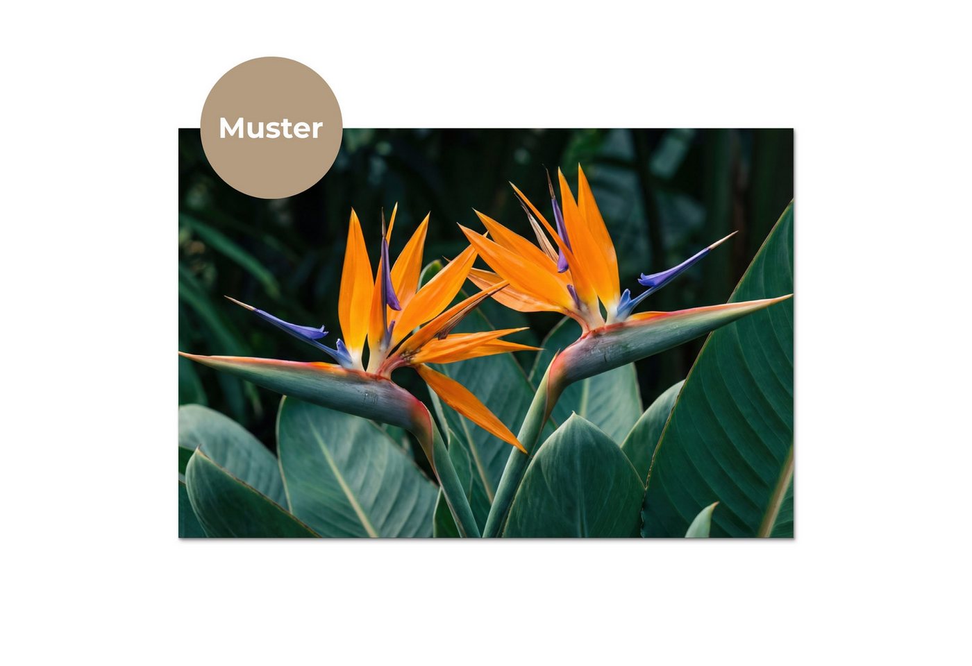 KitchenYeah Küchenrückwand Muster selbstklebend (keine Folie) Paradiesvogel - Blume - Exotisch, (1-tlg), Spritzschutz, Küche, Rückwand, Küchenwand, Küchenfront, 30x20 cm Bild 4