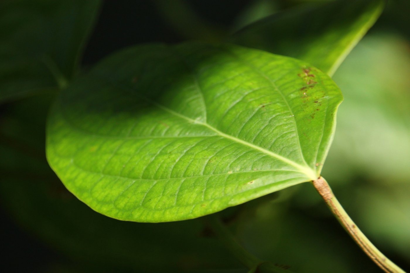 SAFLAX Kräutersamen SAFLAX - Samen und Substrat - Echter Pfeffer Bild 5