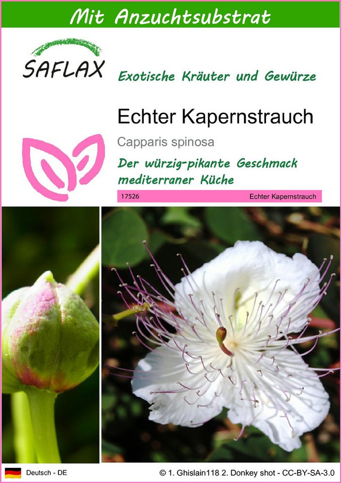 SAFLAX Kräutersamen SAFLAX - Samen und Substrat - Echter Kapernstrauch Bild 5