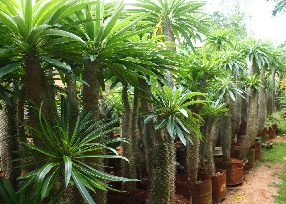 SAFLAX Blumensamen SAFLAX - Samen - Madagascar - Palme