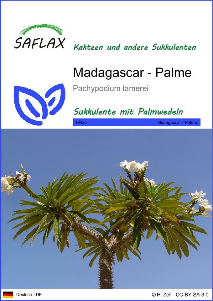 SAFLAX Blumensamen SAFLAX - Samen - Madagascar - Palme Bild 2