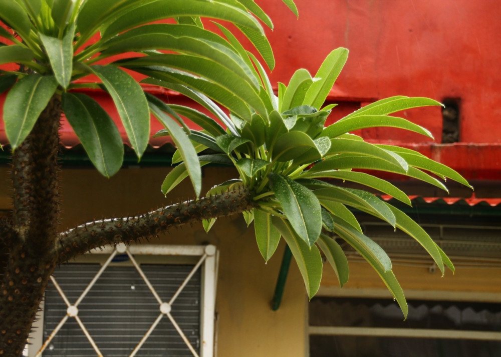 SAFLAX Blumensamen SAFLAX - Samen - Madagascar - Palme Bild 3