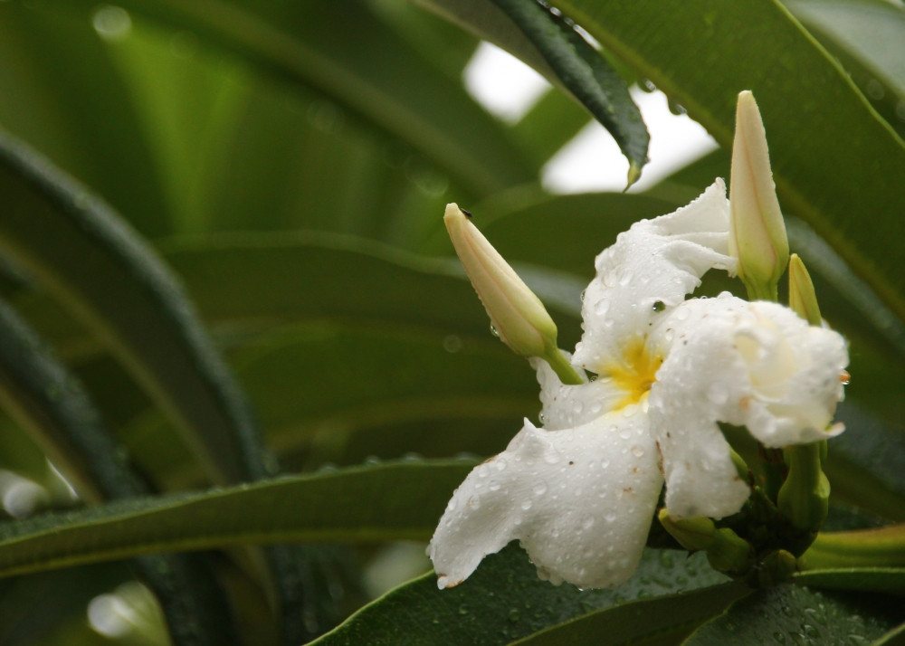SAFLAX Blumensamen SAFLAX - Samen - Madagascar - Palme Bild 5