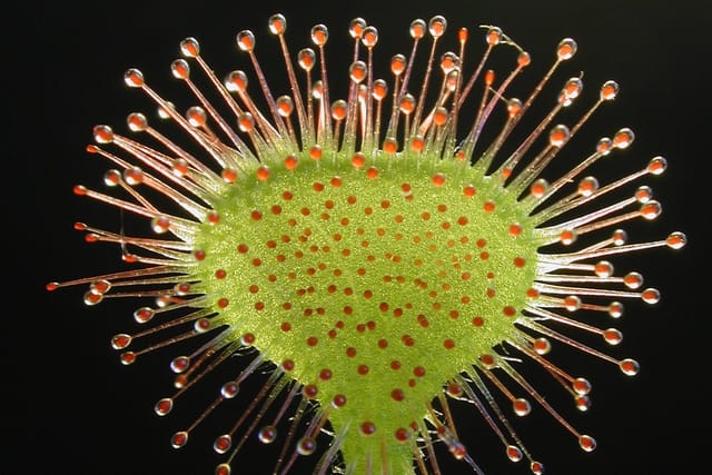 SAFLAX Blumensamen SAFLAX - Samen - Rundblättriger Sonnentau
