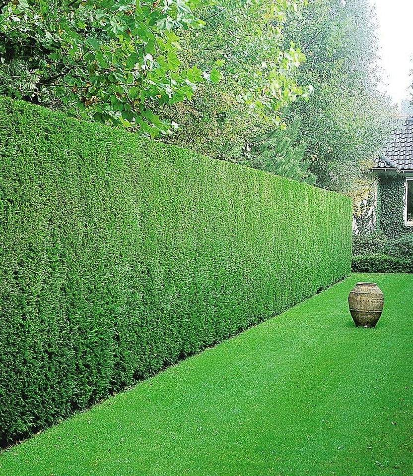 BALDUR Garten Hecken Leyland-Zypressen-Hecke, 1 St., Schnellwachsend, immergrün, winterhart, mehrjährig, blickdicht