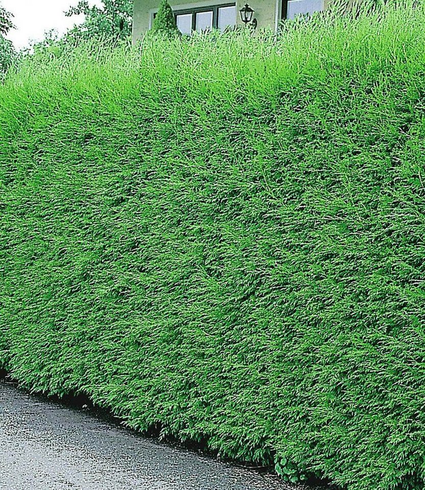 BALDUR Garten Hecken Leyland-Zypressen-Hecke, 1 St., Schnellwachsend, immergrün, winterhart, mehrjährig, blickdicht Bild 2
