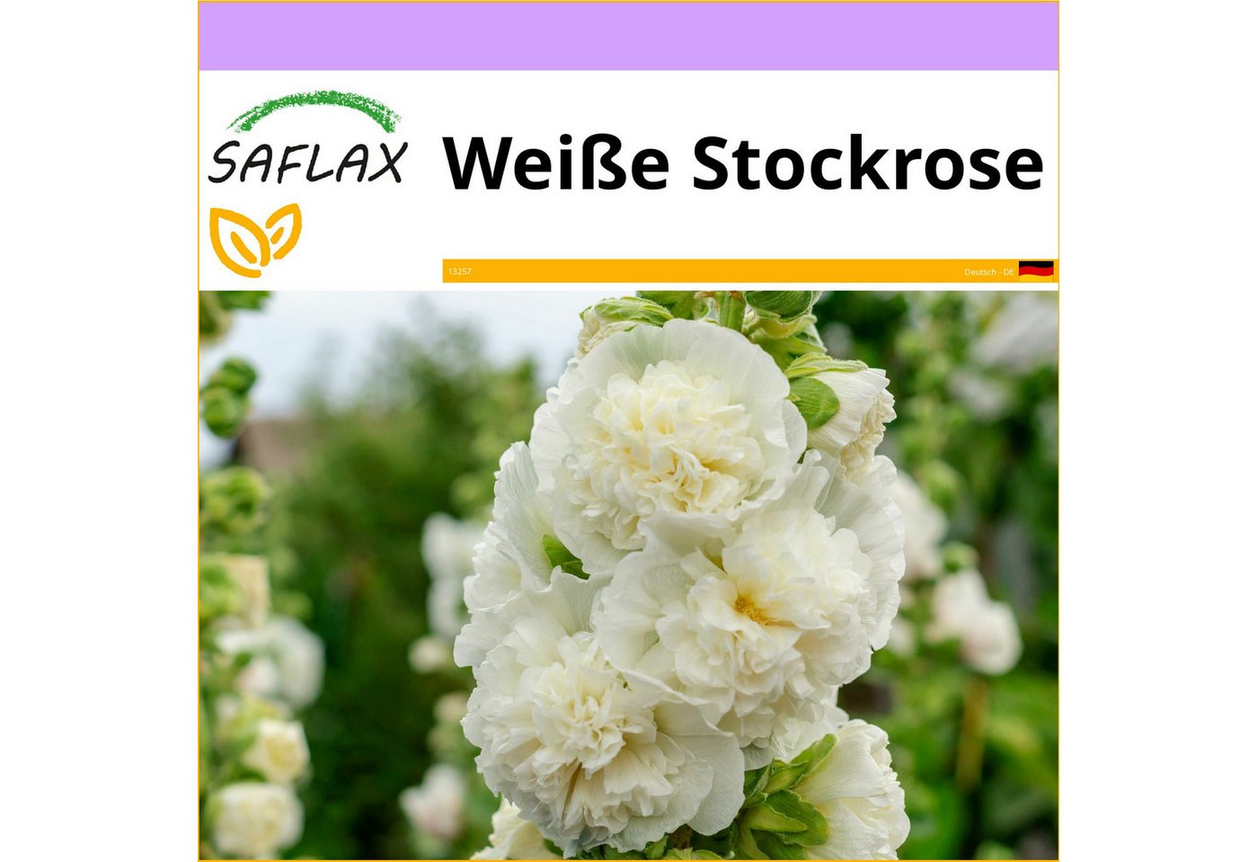 SAFLAX Blumensamen SAFLAX - Samen - Weiße Stockrose