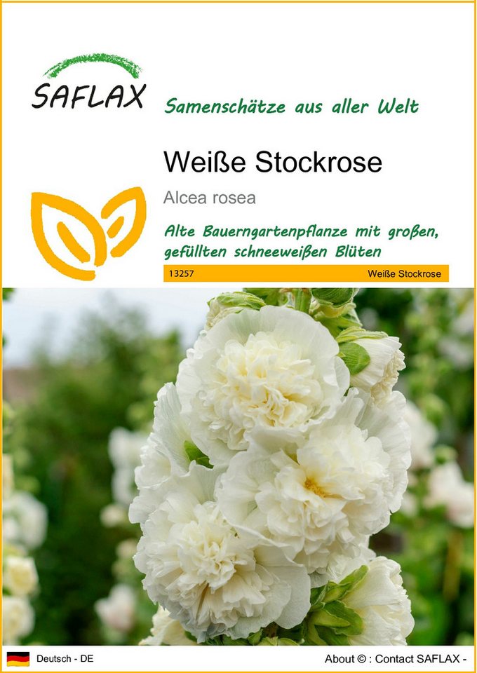 SAFLAX Blumensamen SAFLAX - Samen - Weiße Stockrose Bild 2