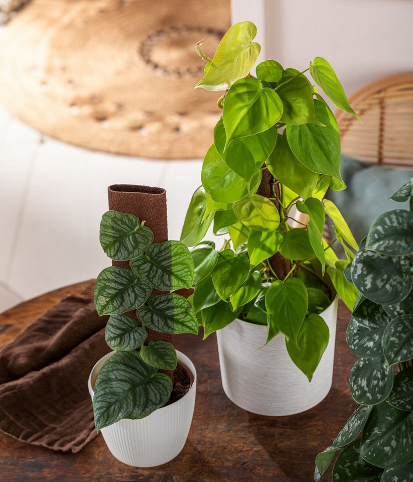 Dehner Zimmerpflanze Fensterblatt an Kratiste-Stab, Monstera dubia, ca. 46 cm, Ø Topf 14 cm, Zimmerpflanzen-Rarität mit herzförmigen Blättern