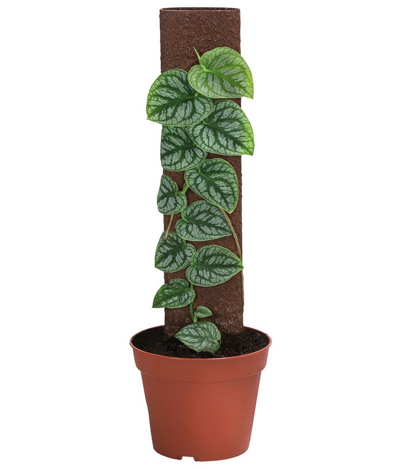 Dehner Zimmerpflanze Fensterblatt an Kratiste-Stab, Monstera dubia, ca. 46 cm, Ø Topf 14 cm, Zimmerpflanzen-Rarität mit herzförmigen Blättern Bild 2