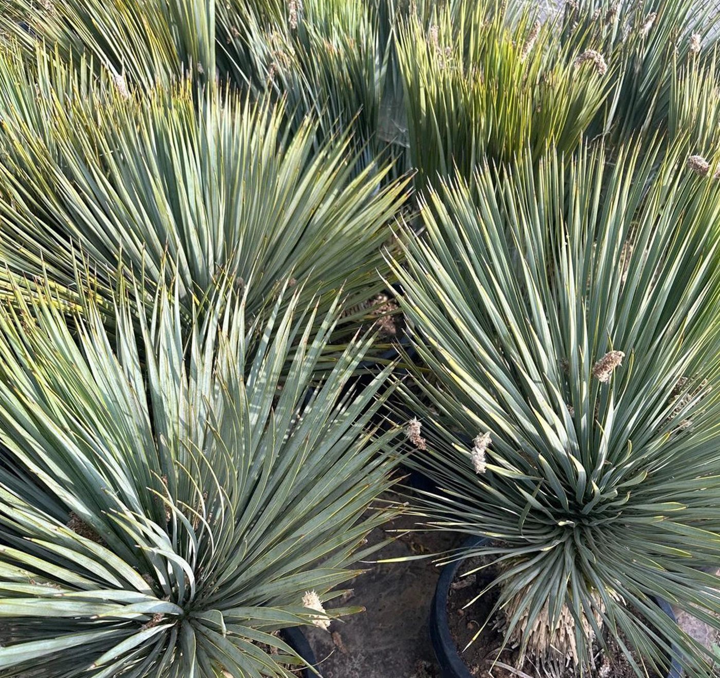 Palms-Store Baum Yucca Rostrata ca.100cm Winterhart bis –19 °C, blaue Palmlilie, Premium Qualität