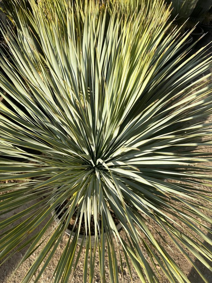 Palms-Store Baum Yucca Rostrata ca.100cm Winterhart bis –19 °C, blaue Palmlilie, Premium Qualität Bild 2