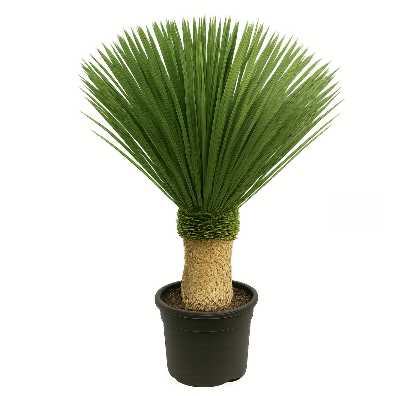 Palms-Store Baum Yucca Rostrata ca.100cm Winterhart bis –19 °C, blaue Palmlilie, Premium Qualität Bild 4