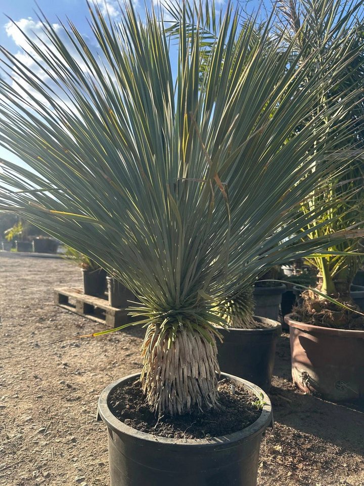 Palms-Store Baum Yucca Rostrata ca.100cm Winterhart bis –19 °C, blaue Palmlilie, Premium Qualität Bild 5
