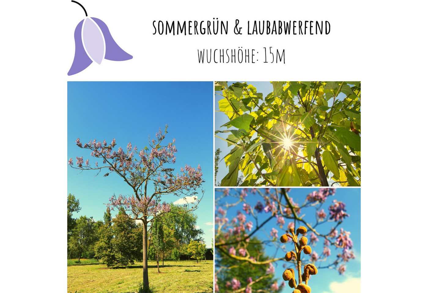 HappySeed Blumensamen Blauglockenbaum Kiribaum Samen (Paulownia tomentosa) -Schnell wachsend, schnell wachsend Bild 5