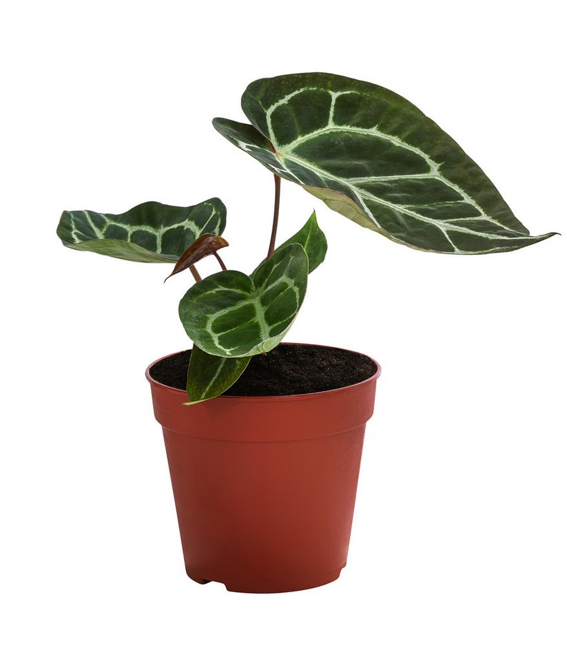 Dehner Zimmerpflanze Herzblattblume, Anthurium crystallinum, ca. 25 cm, Ø Topf 12 cm, pflegeleichte südamerikanische Grünpflanze