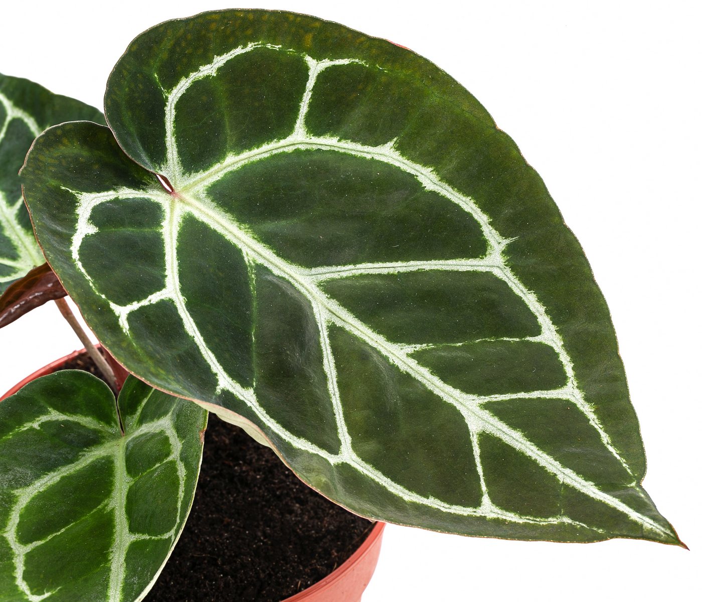 Dehner Zimmerpflanze Herzblattblume, Anthurium crystallinum, ca. 25 cm, Ø Topf 12 cm, pflegeleichte südamerikanische Grünpflanze Bild 2