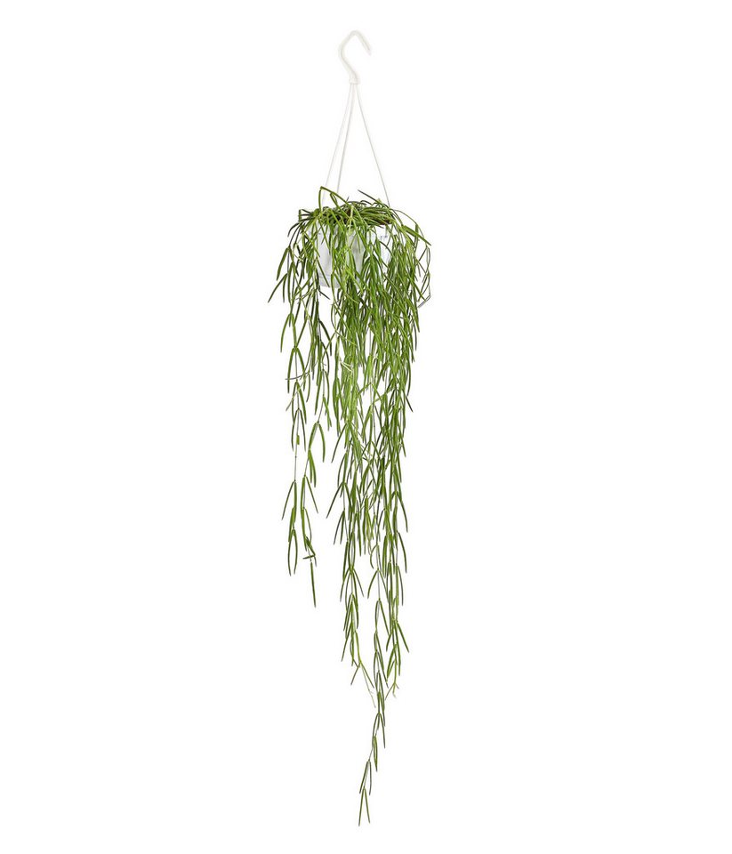 Dehner Zimmerpflanze Wachsblume, Hoya linearis, in Blumenampel Bild 3