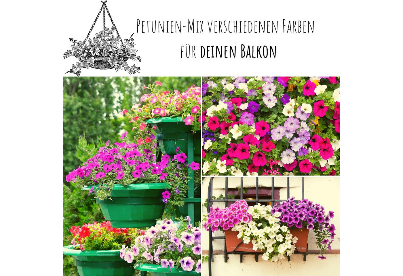 HappySeed Blumensamen Blumensamen Balkonkasten Mischung - Petunien Mix, Blumen Bild 3