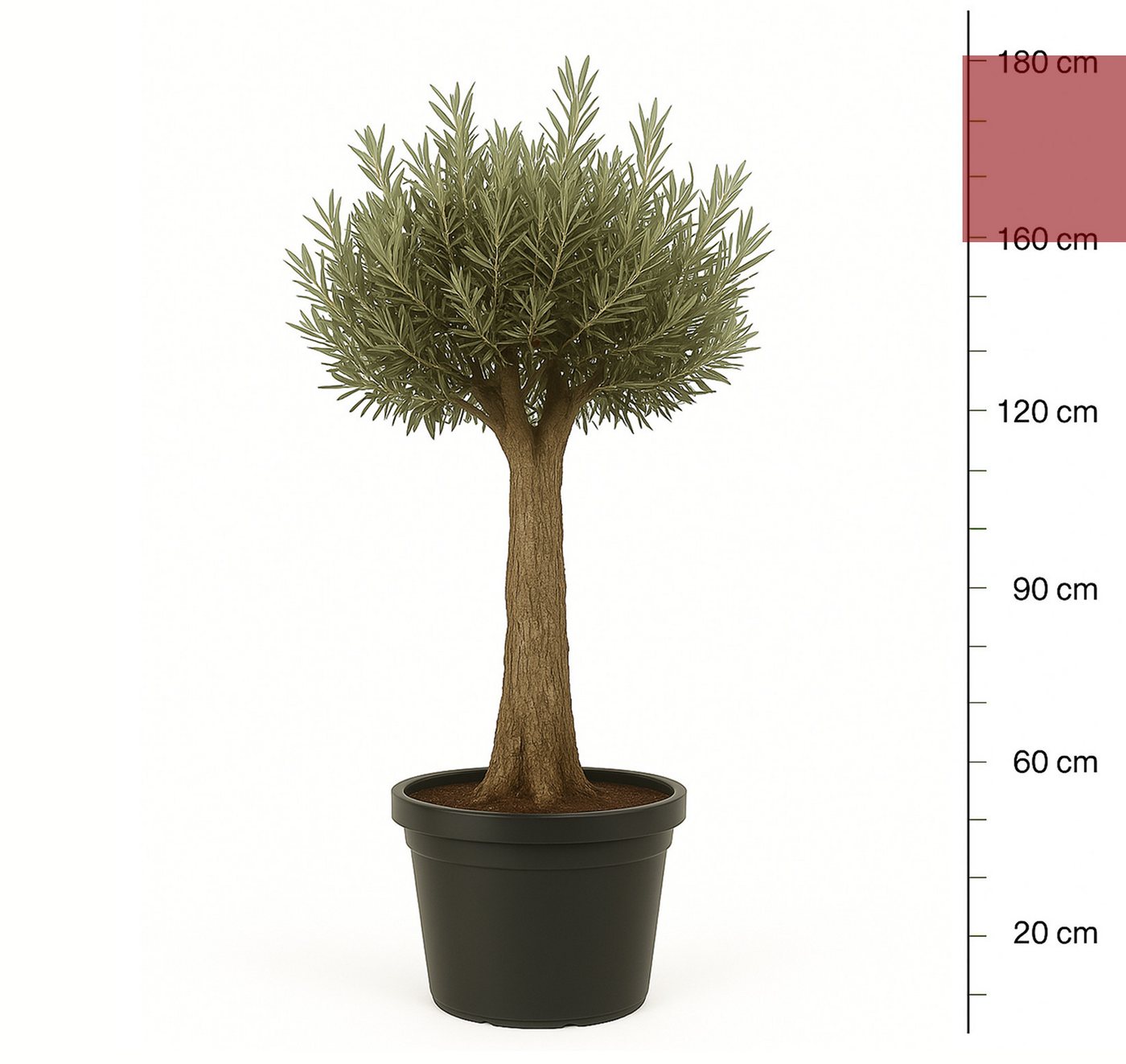 Palms-Store Baum Olivenbaum Olea europaea, ca. 30–40 Jahre alt dicker Stamm, Lieferhöhe zwischen 160 - 180cm