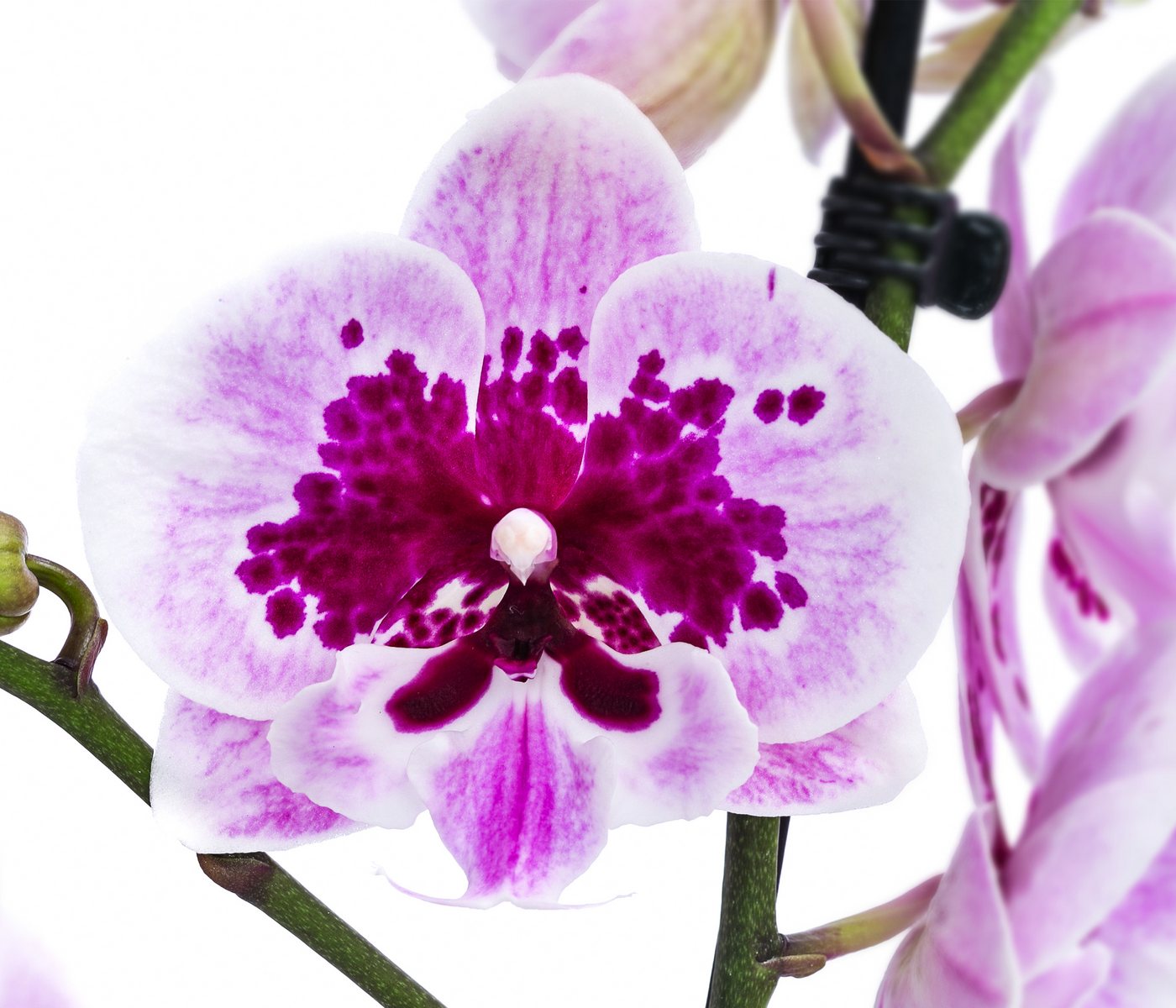 Dehner Zimmerpflanze Schmetterlingsorchidee Aladdin, pink-weiße Blüten, 40-50 cm, Phalaenopsis cultivars, pflegeleichte Blühpflanze, zweitriebig