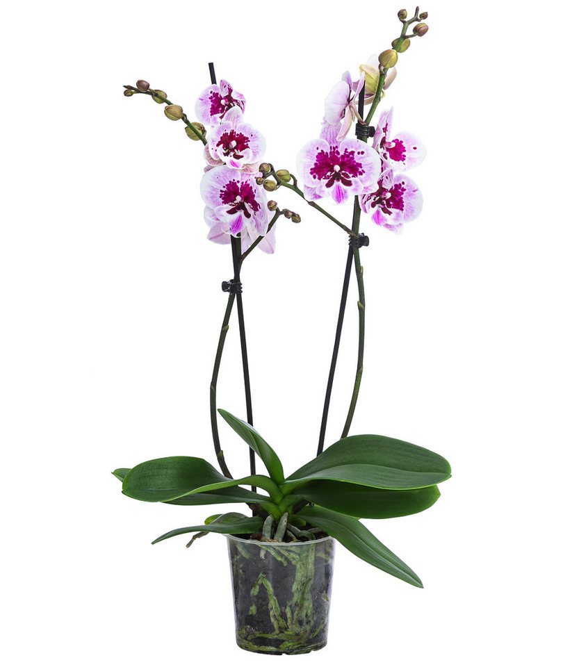 Dehner Zimmerpflanze Schmetterlingsorchidee Aladdin, pink-weiße Blüten, 40-50 cm, Phalaenopsis cultivars, pflegeleichte Blühpflanze, zweitriebig Bild 2