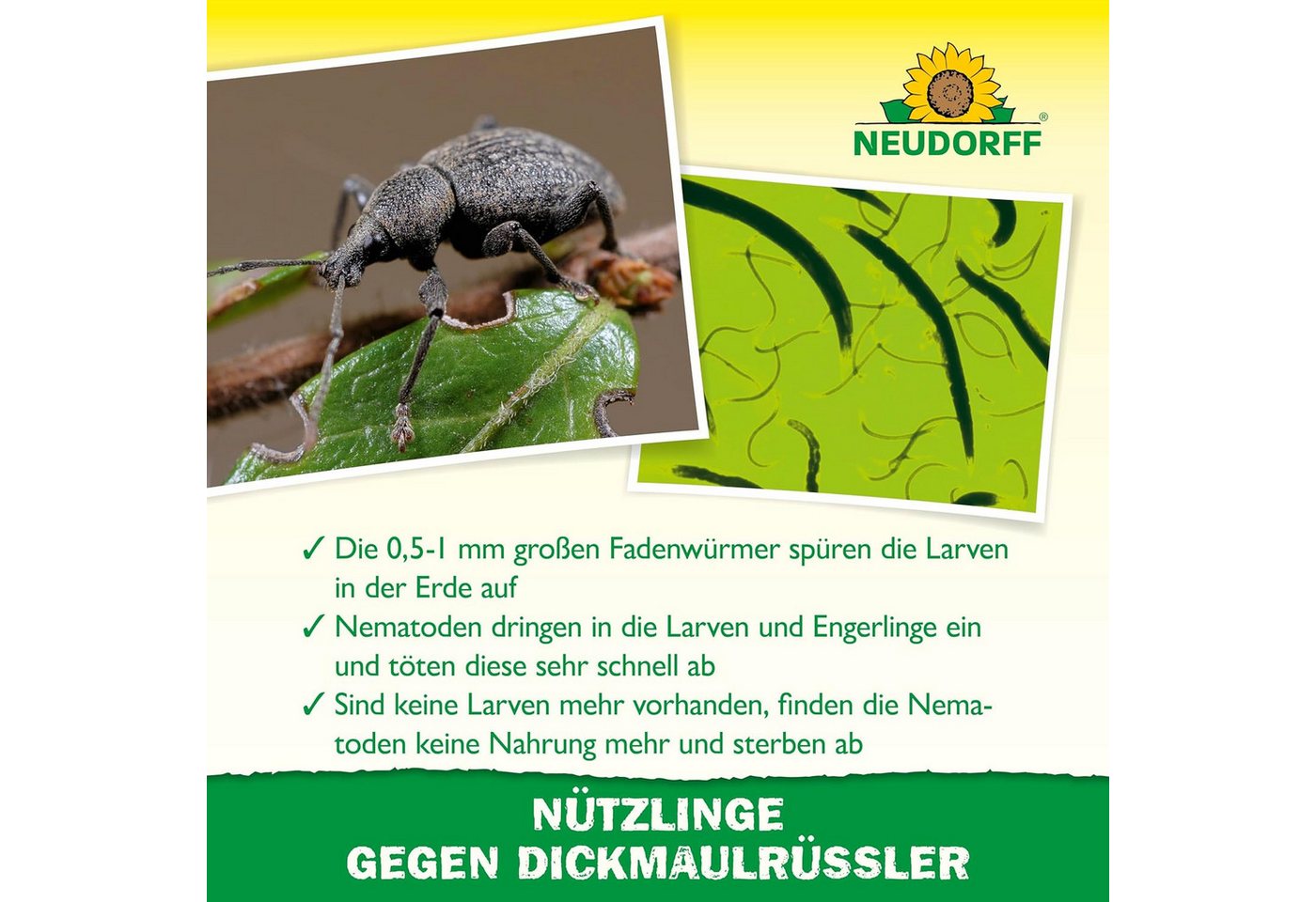 Neudorff Nematoden Nützlinge gegen Dickmaulrüssler und Engerlinge, 50 Mio. HM-Nematoden für bis zu 100 m²