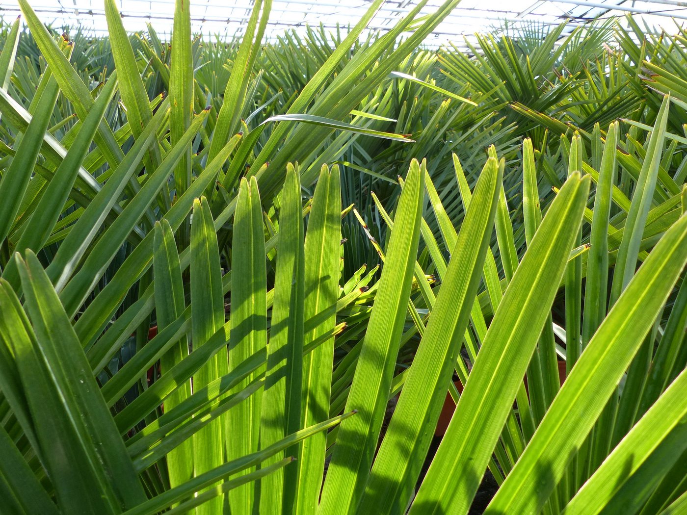 gruenwaren jakubik Baum Palme XL 120-150 cm Trachycarpus fortunei, Hanfpalme, winterhart Bild 2