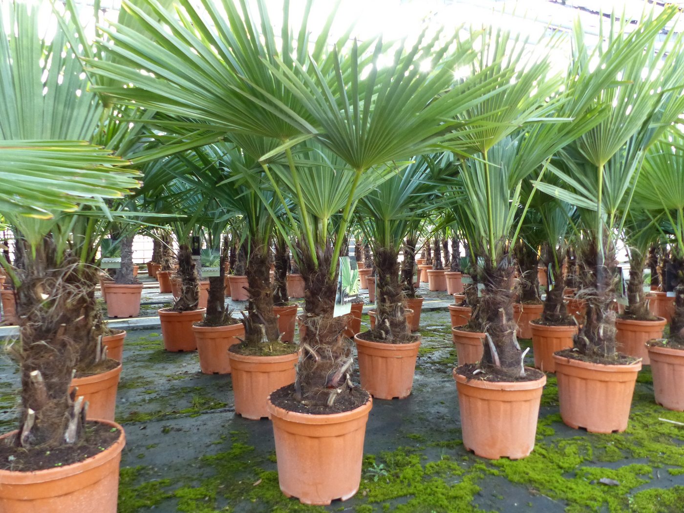 gruenwaren jakubik Baum Palme XL 120-150 cm Trachycarpus fortunei, Hanfpalme, winterhart Bild 3