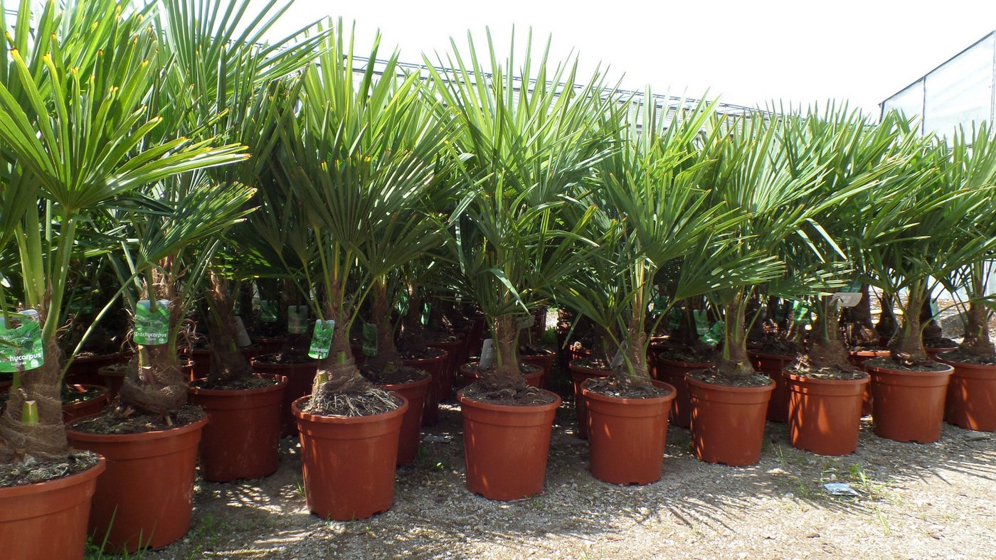gruenwaren jakubik Baum Palme XL 120-150 cm Trachycarpus fortunei, Hanfpalme, winterhart Bild 4