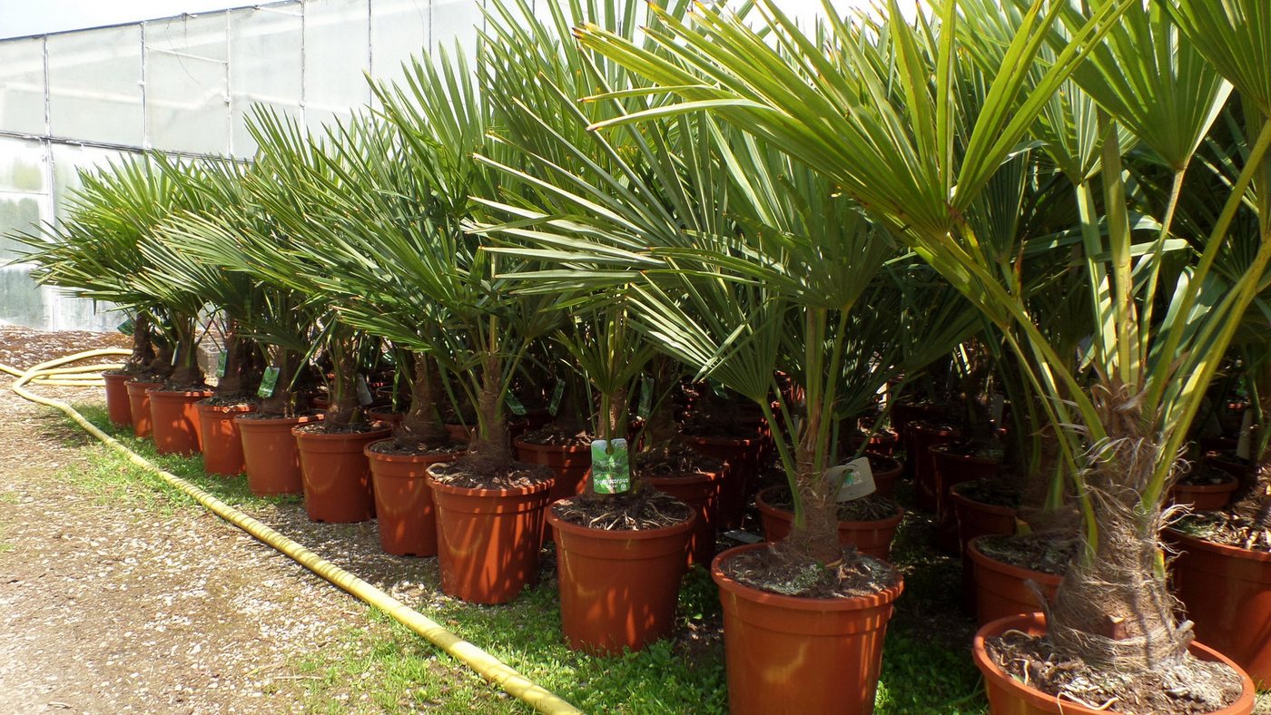 gruenwaren jakubik Baum Palme XL 120-150 cm Trachycarpus fortunei, Hanfpalme, winterhart Bild 5