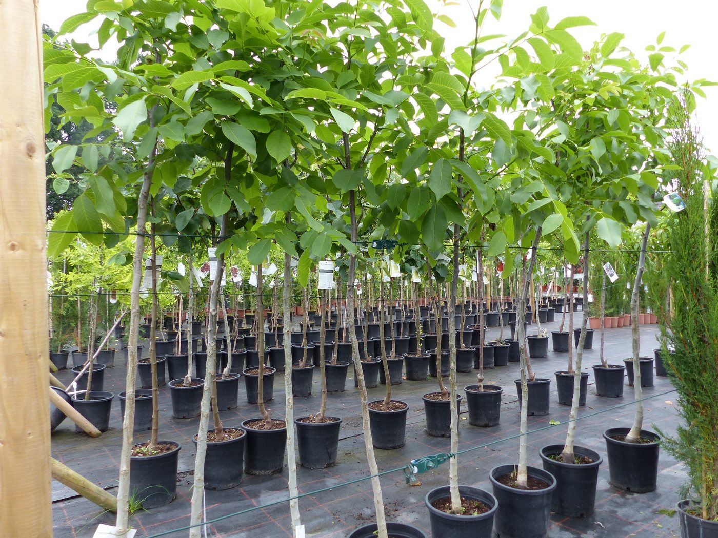 gruenwaren jakubik Baum echter Walnussbaum Juglans regia 180 cm Obstbaum winterhart