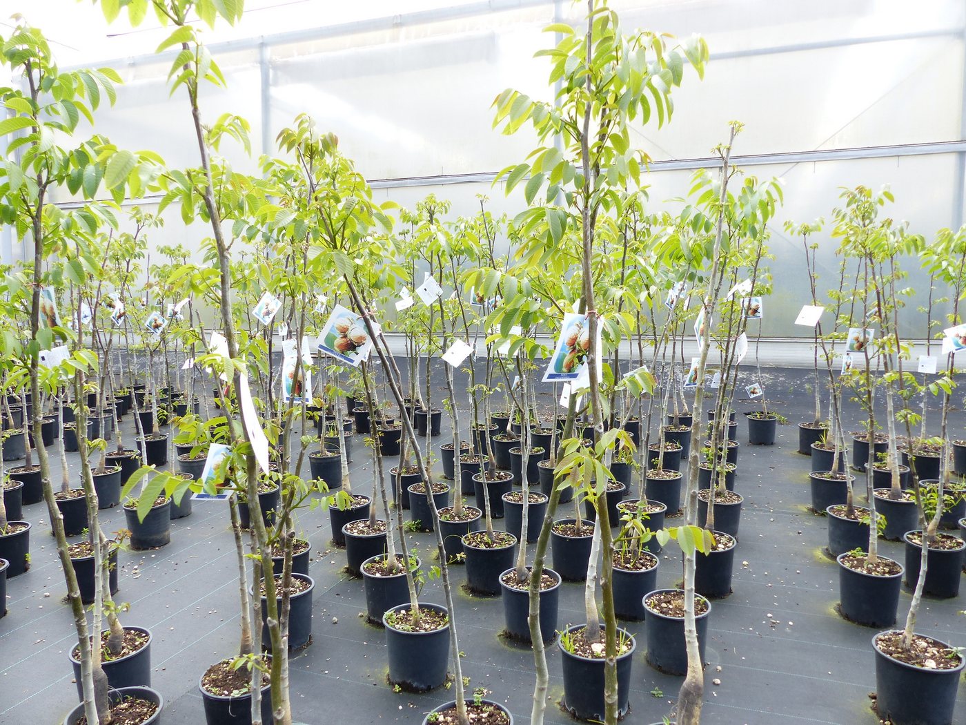 gruenwaren jakubik Baum echter Walnussbaum Juglans regia 180 cm Obstbaum winterhart Bild 2