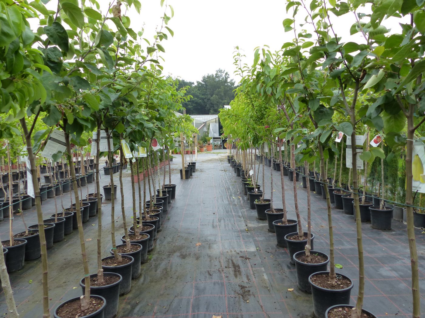 gruenwaren jakubik Baum echter Walnussbaum Juglans regia 180 cm Obstbaum winterhart Bild 3