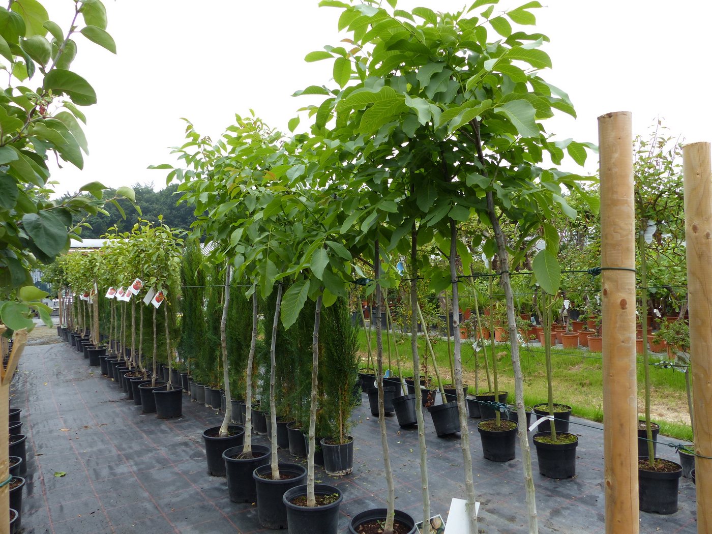 gruenwaren jakubik Baum echter Walnussbaum Juglans regia 180 cm Obstbaum winterhart Bild 5