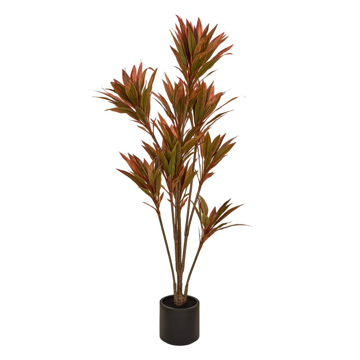 Rote Drachenbaum-pflanze „edi“, 180 Cm Hoch, Mit Topf - Atmosphera Créateur D'Intérieur